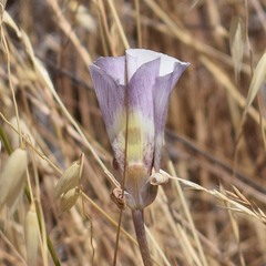 Calochortus argillosus