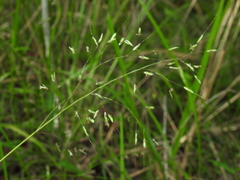 Capillipedium parviflorum