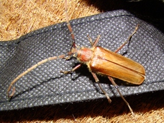Ochrocydus huttoni
