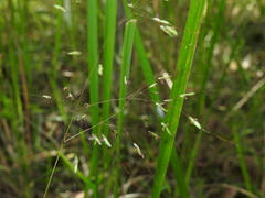 Capillipedium parviflorum