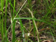 Capillipedium parviflorum