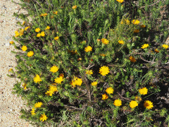 Oedera capensis