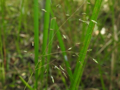 Capillipedium parviflorum