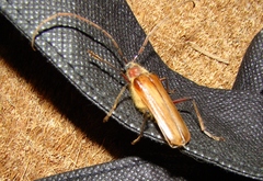 Ochrocydus huttoni