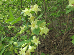 Weigela subsessilis