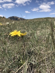 Nothocalais cuspidata