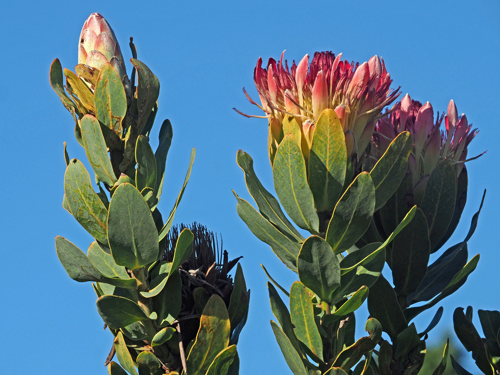Protea compacta × eximia