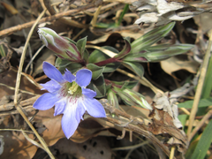 Gentiana zollingeri