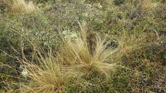 Festuca novae-zelandiae