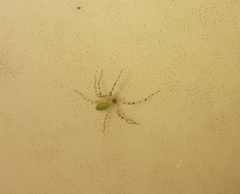 Peucetia viridana