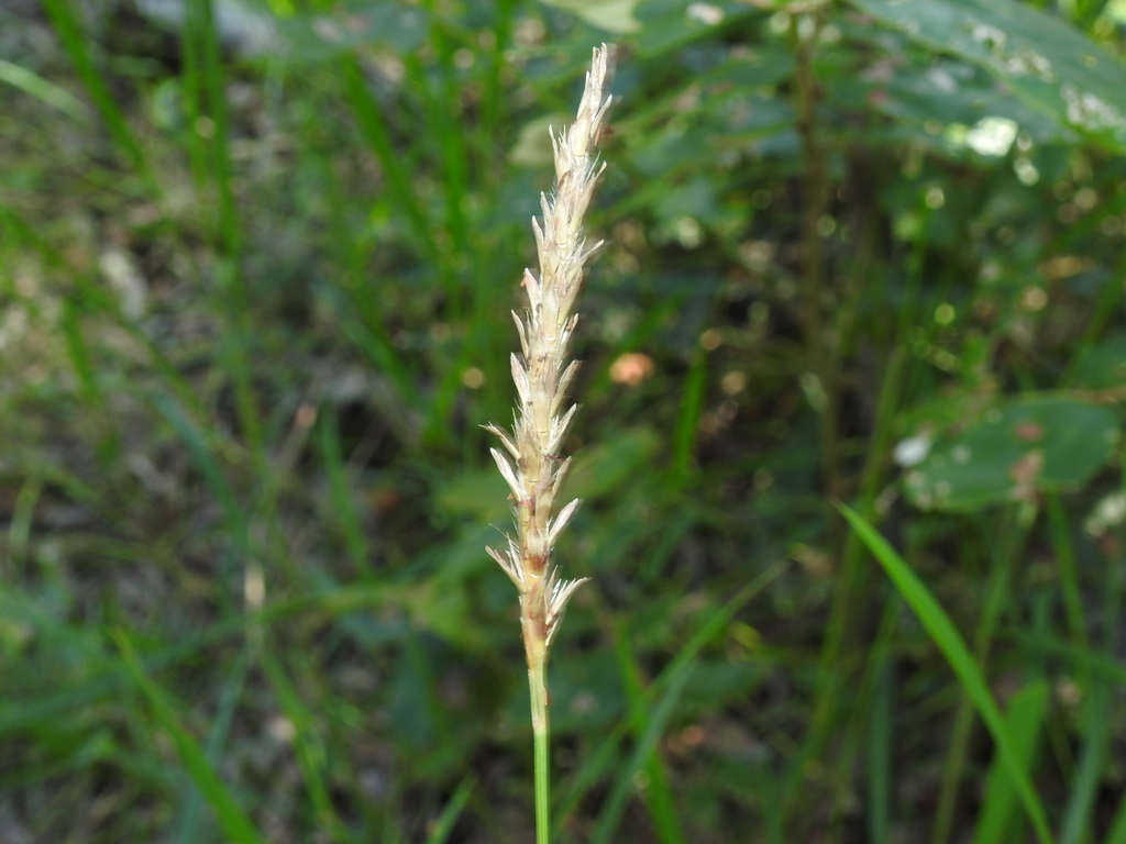 Ischaemum australe villosum from Talegalla Weir QLD 4650, Australia on ...