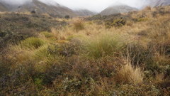 Festuca novae-zelandiae