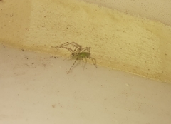 Peucetia viridana