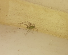 Peucetia viridana