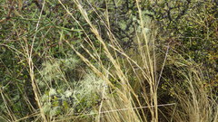 Festuca novae-zelandiae