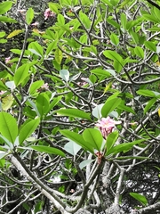 Plumeria rubra