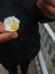 Cistus salviifolius