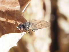 Earomyia lonchaeoides