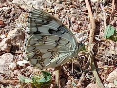 Melanargia titea