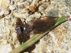 Earomyia lonchaeoides