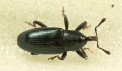 Aulacobaris coerulescens