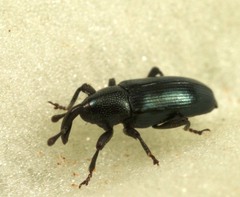Aulacobaris coerulescens