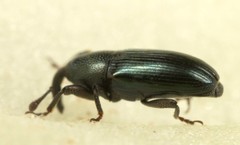 Aulacobaris coerulescens