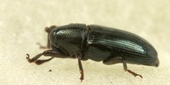 Aulacobaris coerulescens