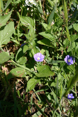 Convolvulus siculus