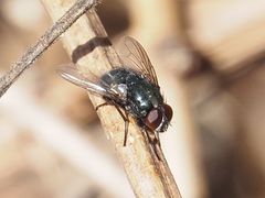 Eudasyphora cyanella