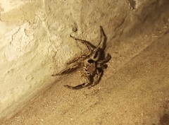 Plexippus petersi