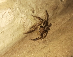 Plexippus petersi