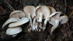 Leucopaxillus albissimus