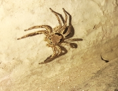 Plexippus petersi