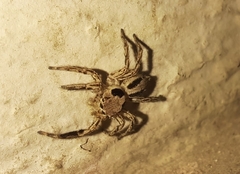 Plexippus petersi