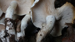 Leucopaxillus albissimus