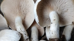 Leucopaxillus albissimus