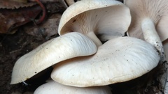 Leucopaxillus albissimus