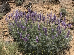Lupinus excubitus