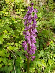 Orchis mascula