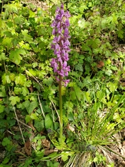 Orchis mascula