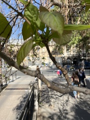 Catalpa bignonioides