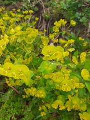 Euphorbia