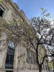 Catalpa bignonioides