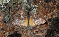 Athroolopha pennigeraria