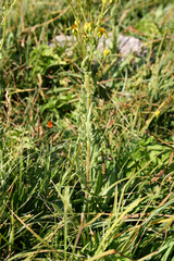 Senecio carpetanus
