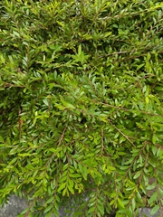 Phyllanthus myrtifolius