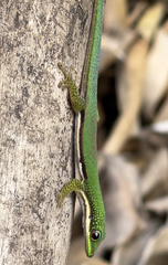 Phelsuma lineata elanthana