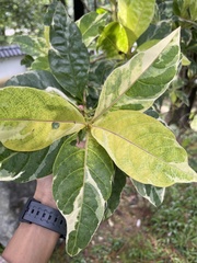 Graptophyllinae