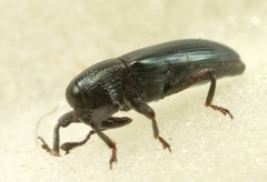 Aulacobaris coerulescens
